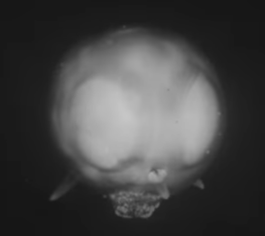 Frame from nuclear test film